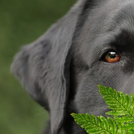 CBD Animaux