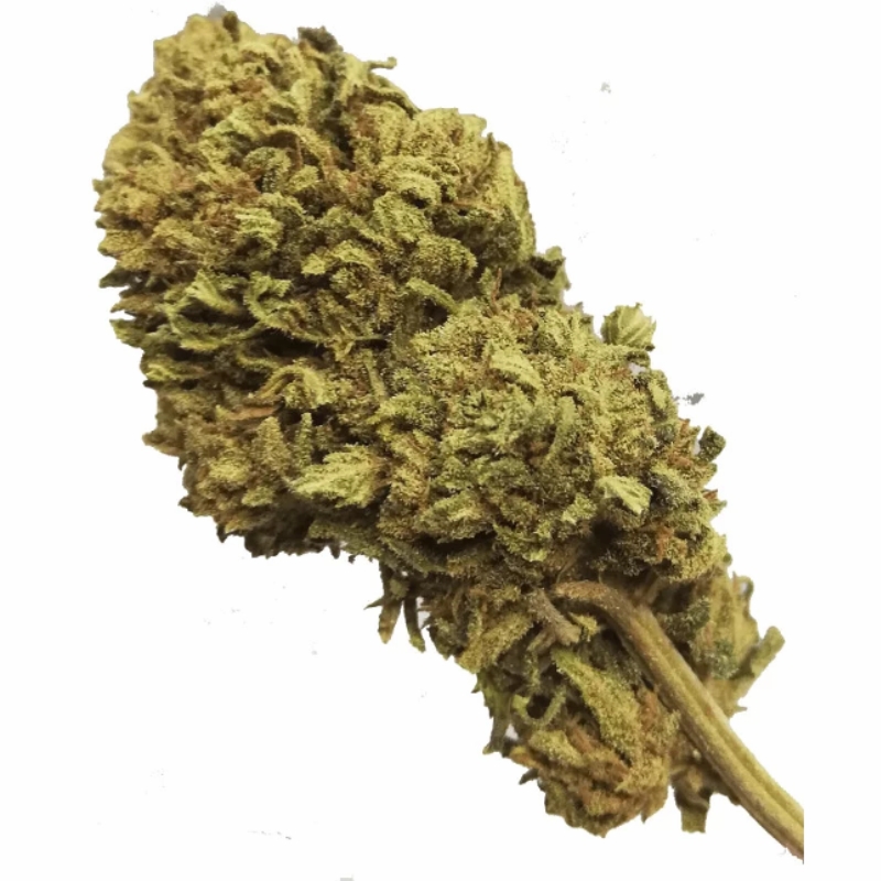 Boutique CBD Mouvaux - Fleur de CBD - HARLEQUIN - YCBD Boutique CBD Mouvaux - Fleur de CBD - HARLEQUIN - YCBD