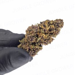 fleur de CBD -DARK DEVIL - Y-CBD - Mouvaux