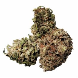 fleur de CBD - PANAKEIA - Y-CBD - Mouvaux